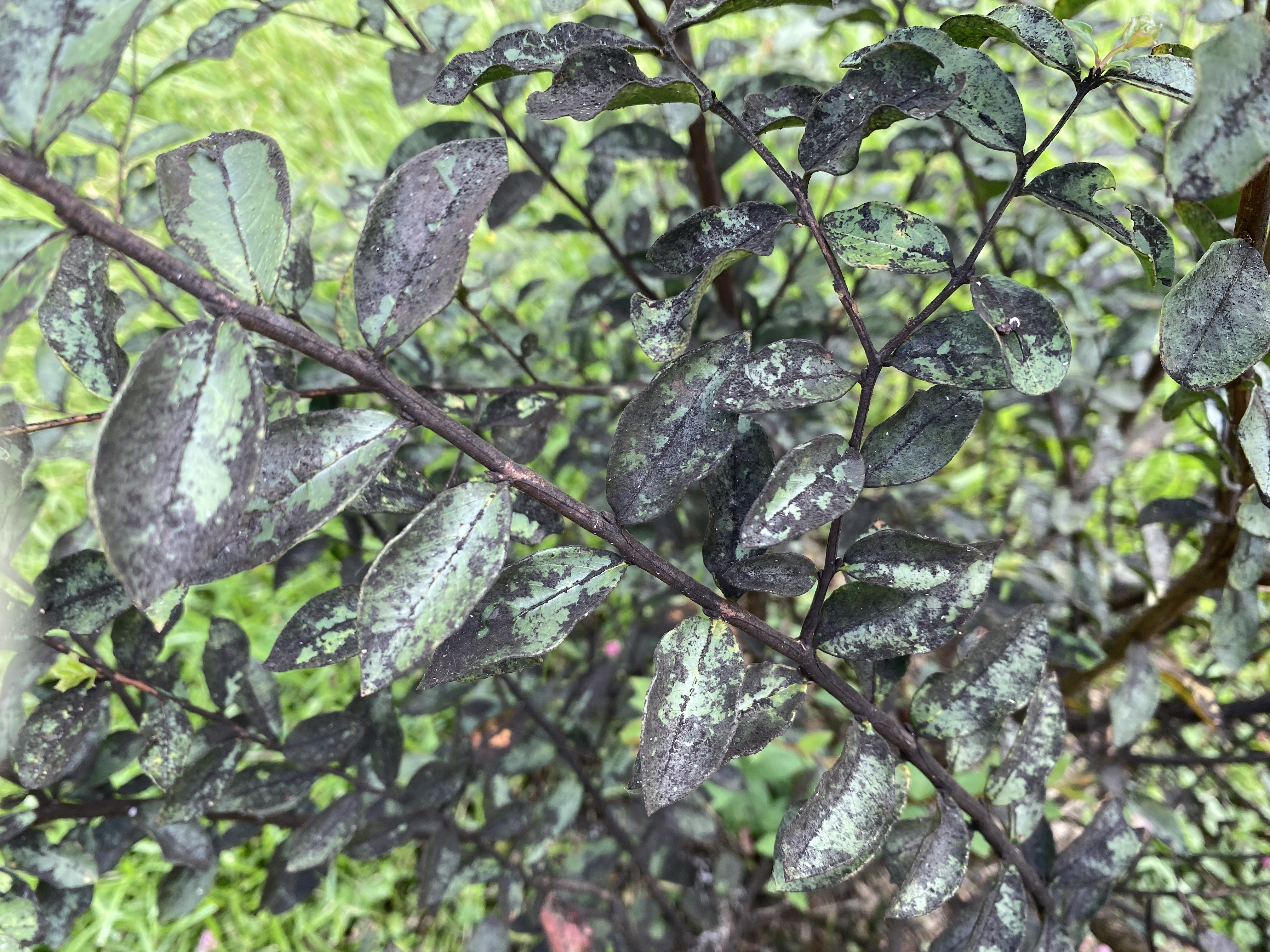 Sooty mold isn’t a disease. It’s a sign of an insect problem.